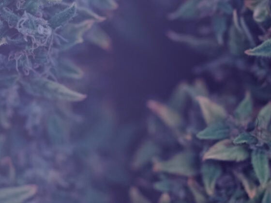 Cannabis
